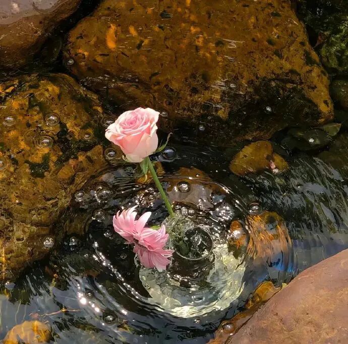 背景图 ins ins高级 花