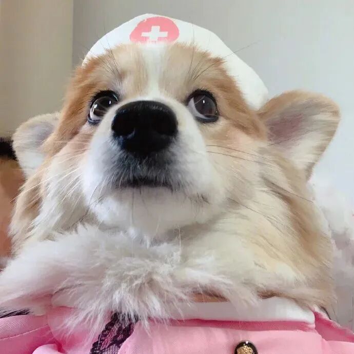 萌宠 萌宠头像 宠物  狗