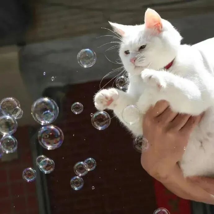 背景图 意境 唯美 猫 小猫 萌宠