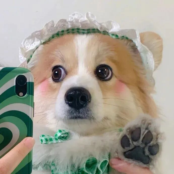萌宠 萌宠头像 宠物  狗