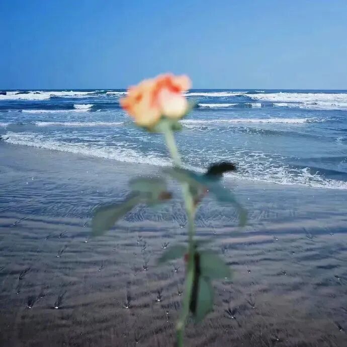 背景图 意境 唯美 花 大海