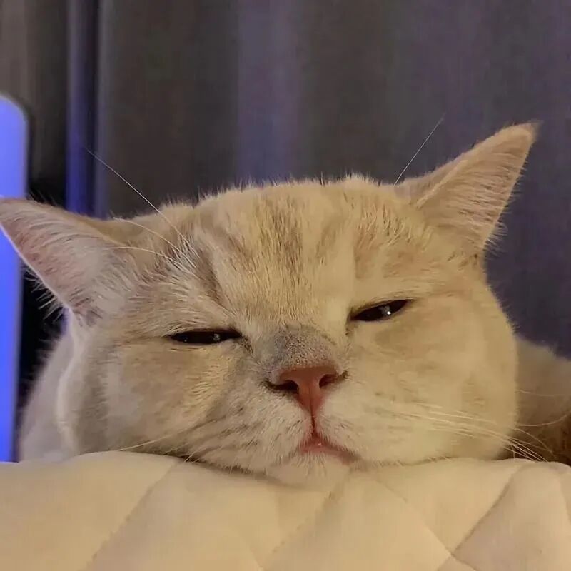 猫咪萌宠头像