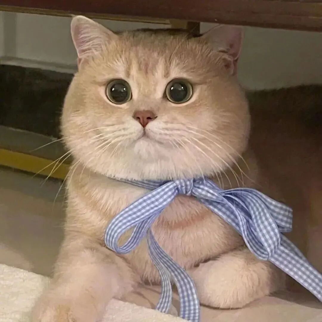 猫咪萌宠头像