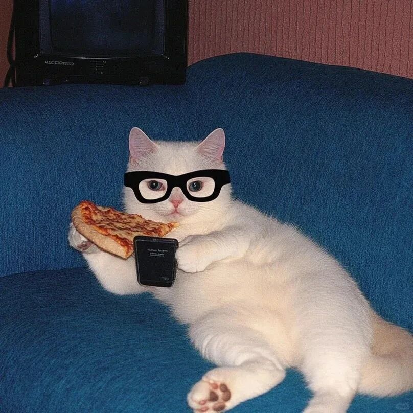 猫咪萌宠头像