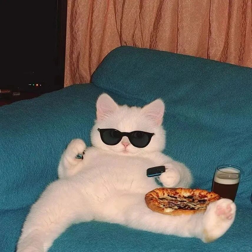 猫咪萌宠头像