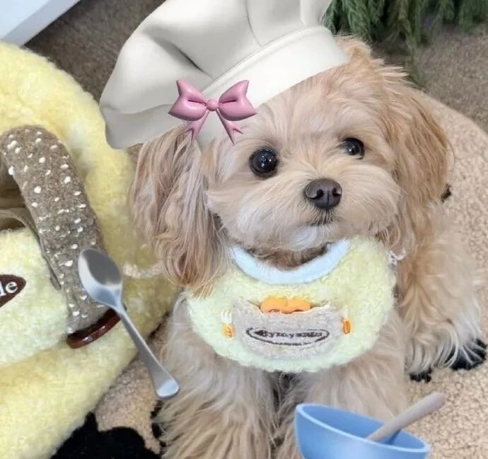 狗狗萌宠头像