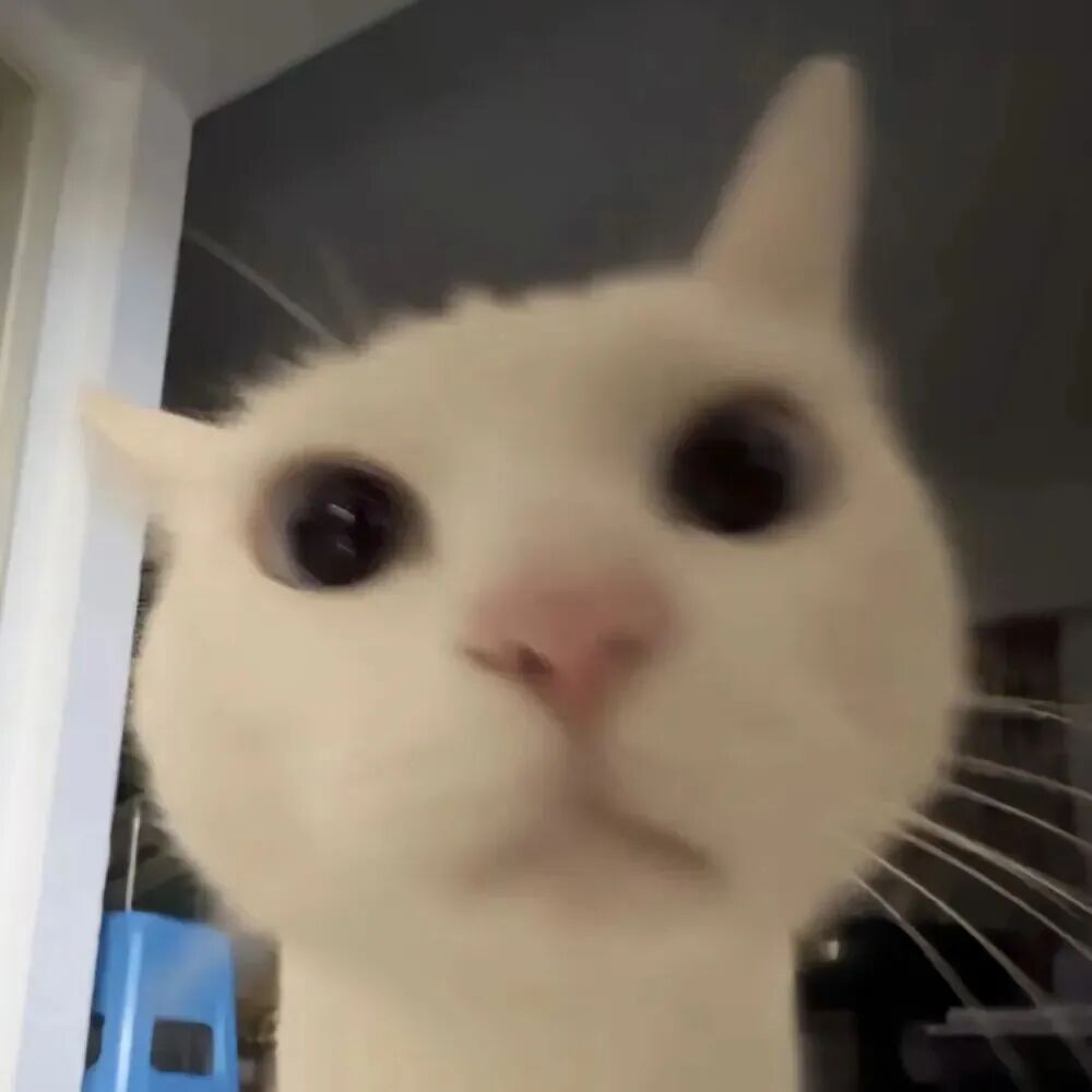 猫咪萌宠头像