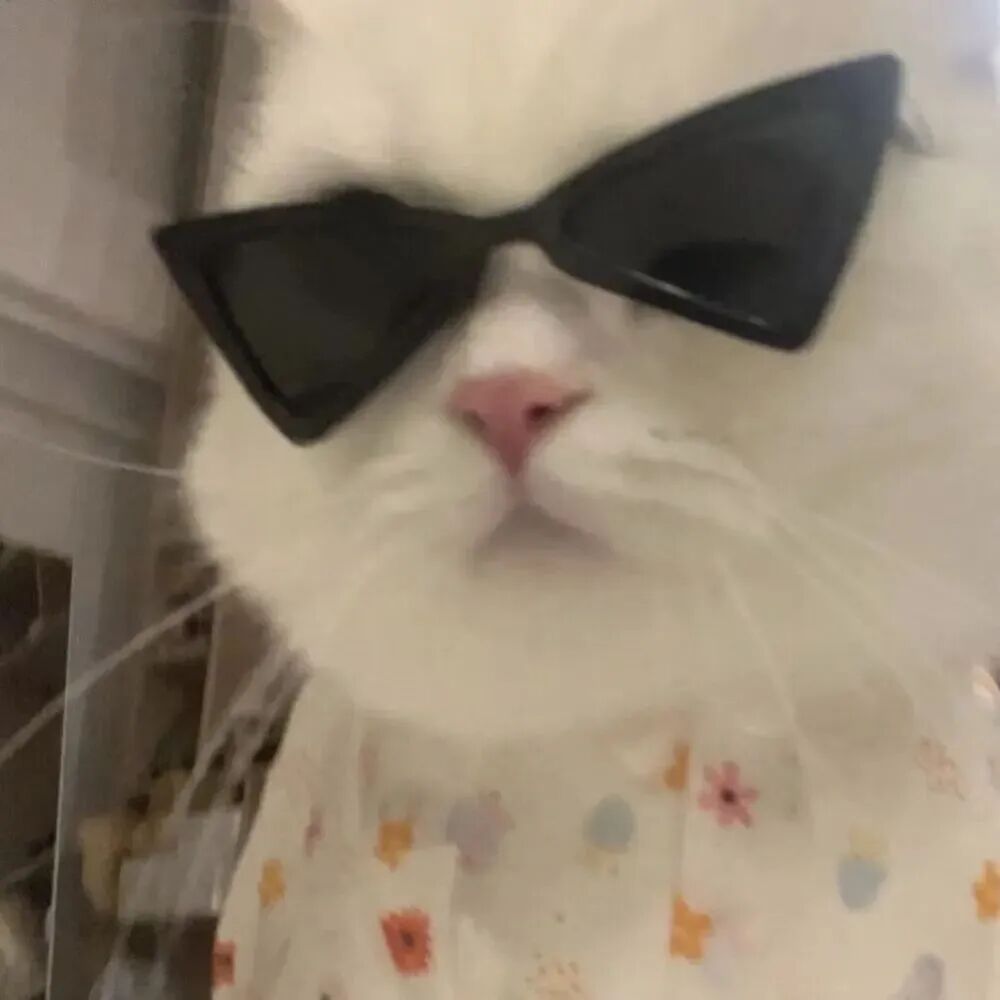 墨镜猫咪萌宠头像