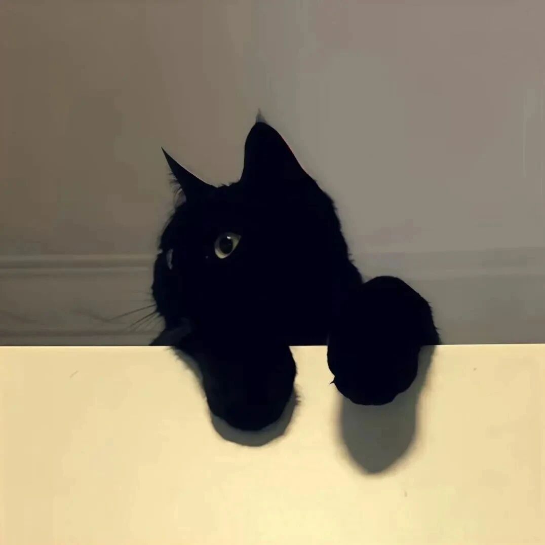 猫咪萌宠头像
