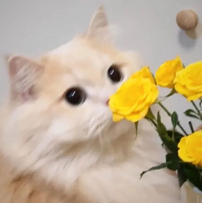 鲜花猫咪萌宠头像