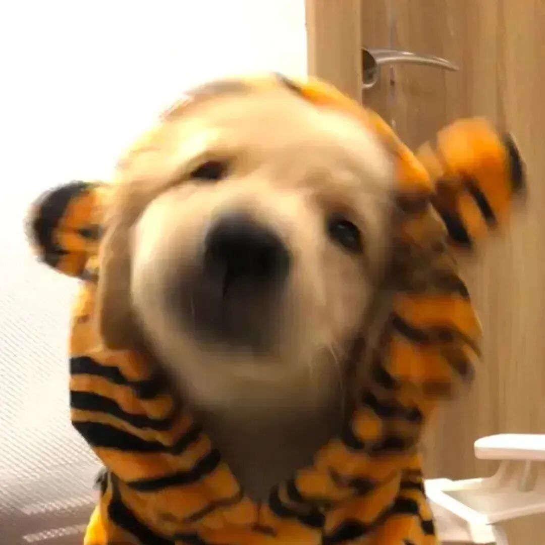 金毛狗狗萌宠头像