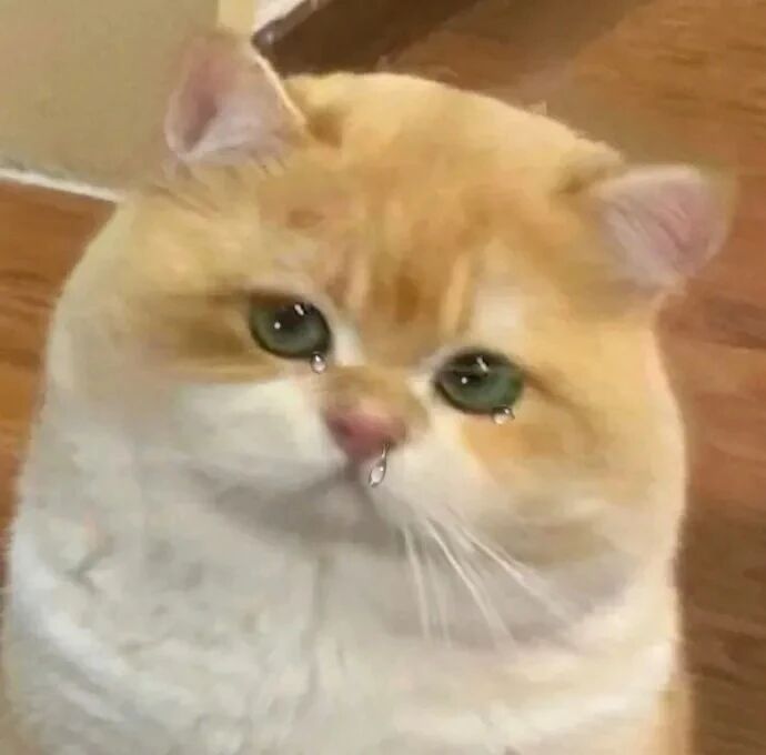 猫咪萌宠头像