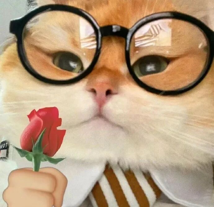 猫咪萌宠头像