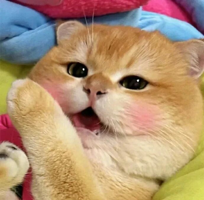 猫咪萌宠头像