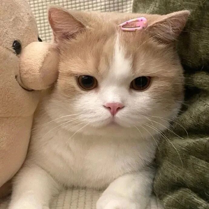 koumcatnghcaaihe可爱猫咪情侣头像