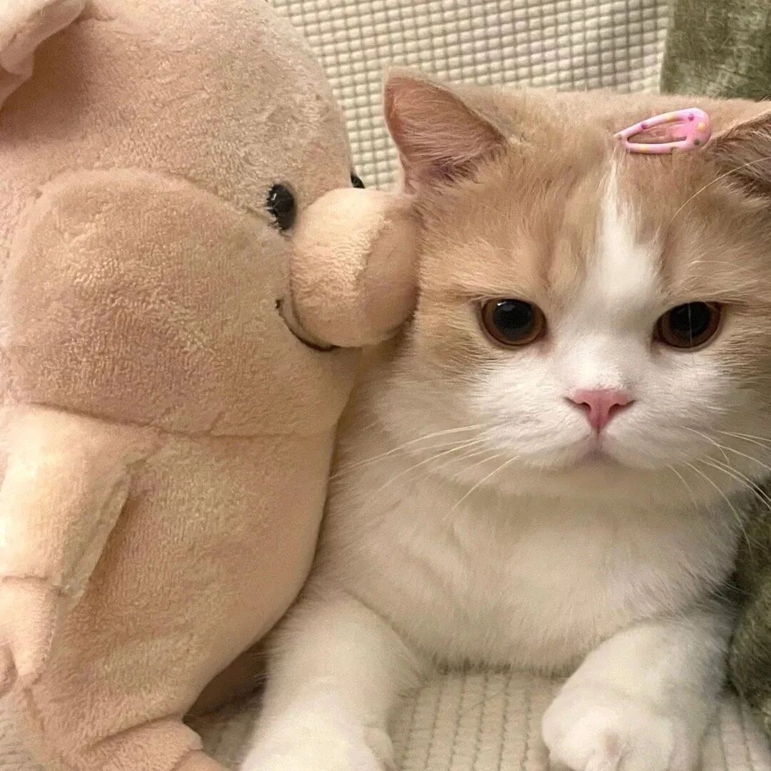 koumcatnghcaaihe可爱猫咪情侣头像