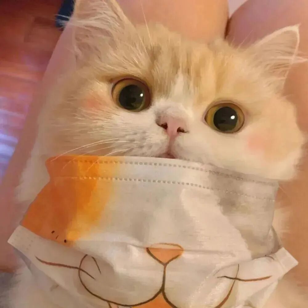 猫咪萌宠头像