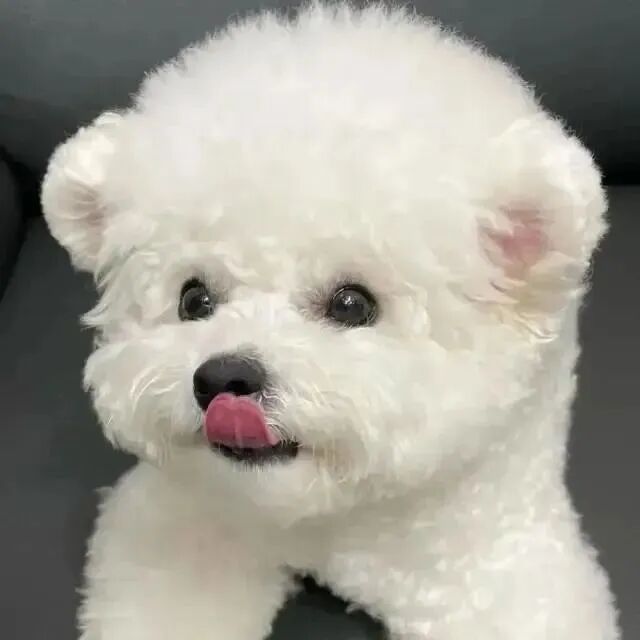 狗狗萌宠头像