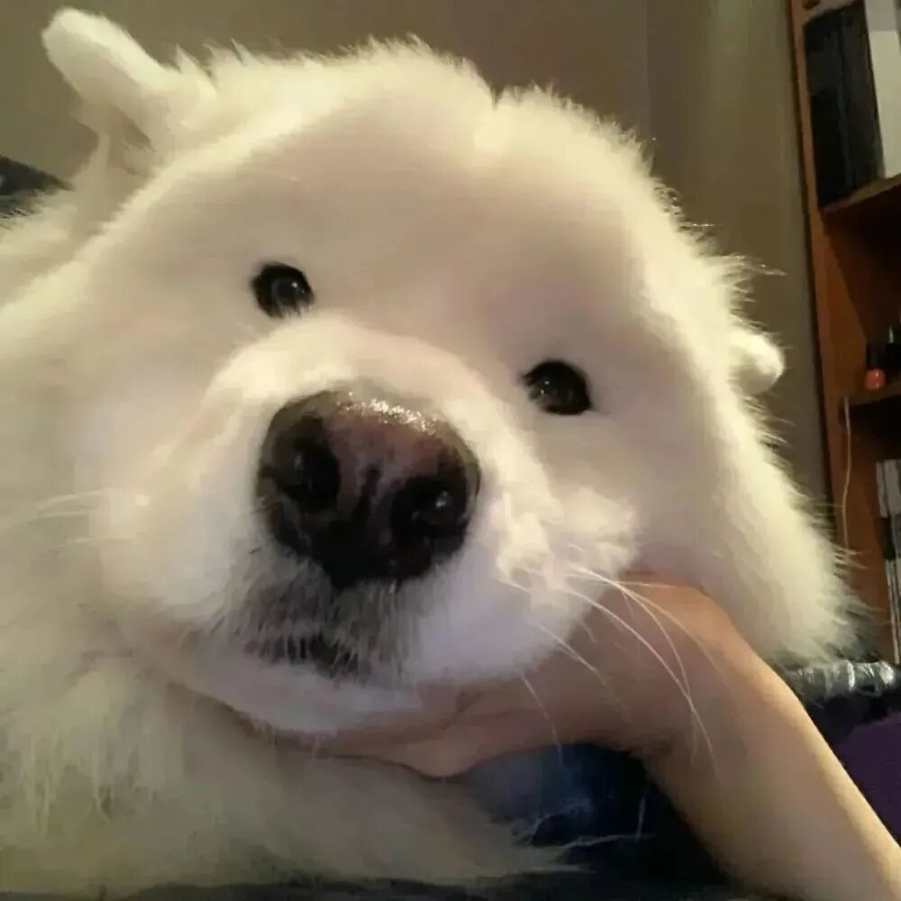 狗狗萌宠头像