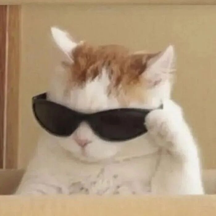 萌宠 萌宠头像  小猫头像 小猫