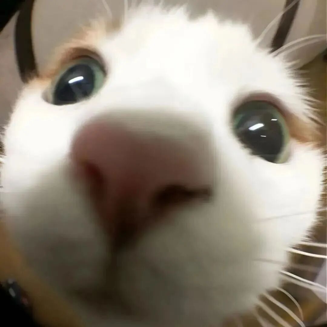 情侣头像 可爱情侣头像 可爱情头  萌宠 萌宠头像 小猫 小猫头像 萌宠情头 萌宠情侣头像