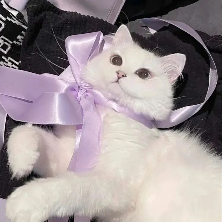 萌宠 萌宠头像  小猫头像 小猫