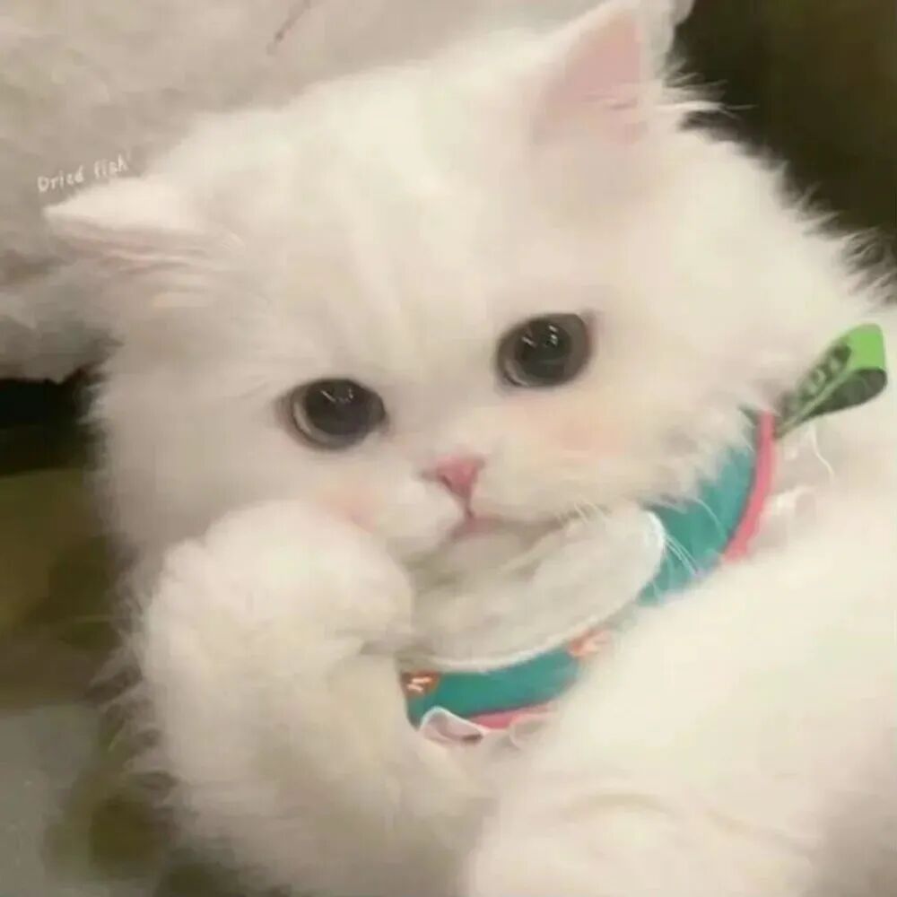 萌宠 萌宠头像  小猫头像 小猫