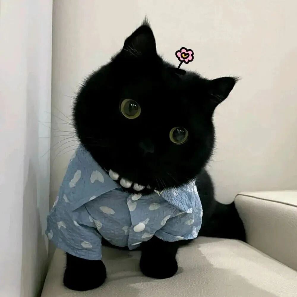 萌宠 萌宠头像  小猫头像 小猫