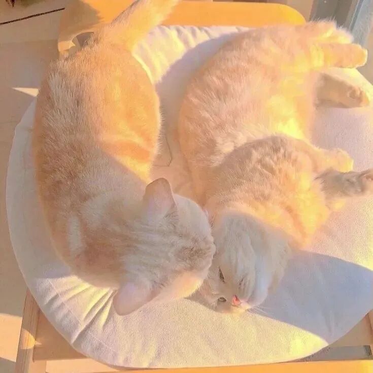 萌宠 萌宠头像  小猫头像 小猫