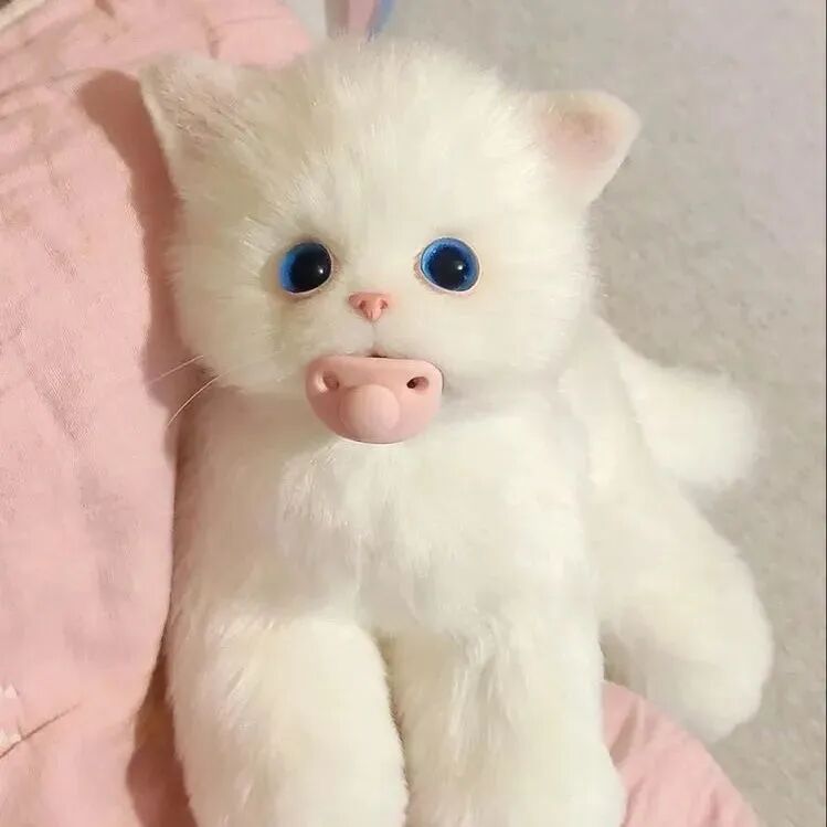 萌宠 萌宠头像  小猫头像 小猫