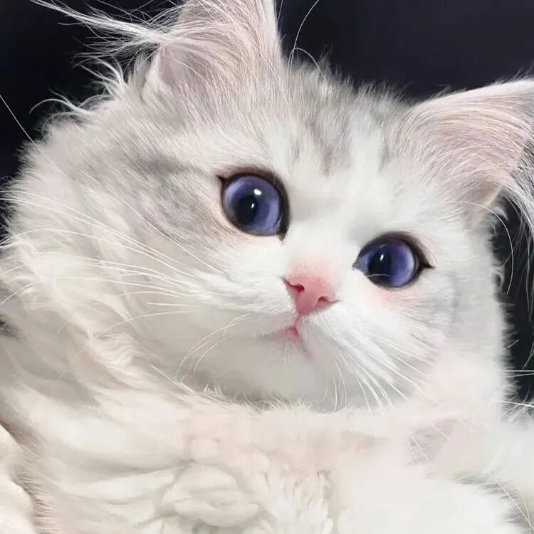 萌宠 萌宠头像  小猫头像 小猫