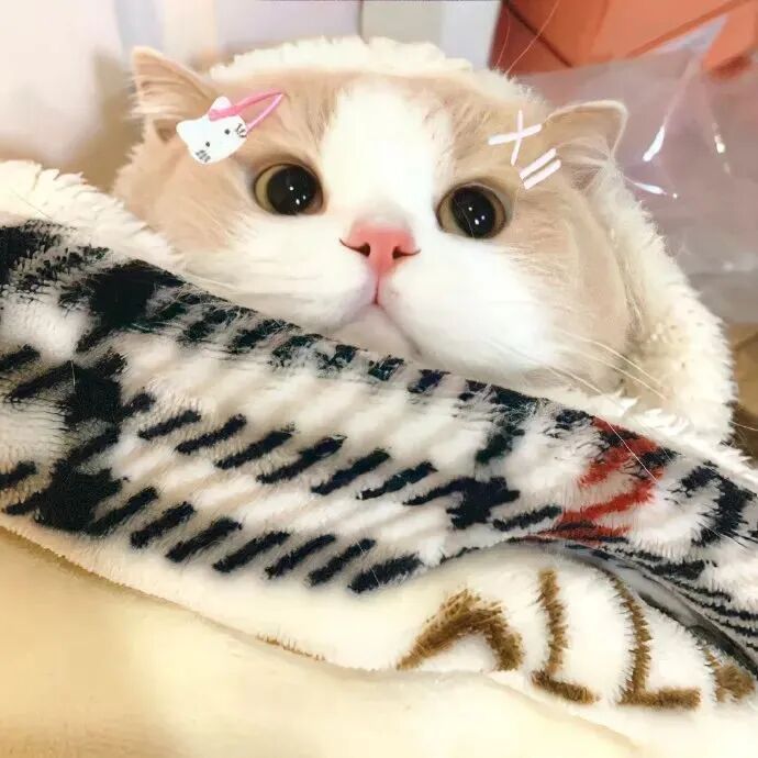萌宠 萌宠头像  小猫头像 小猫