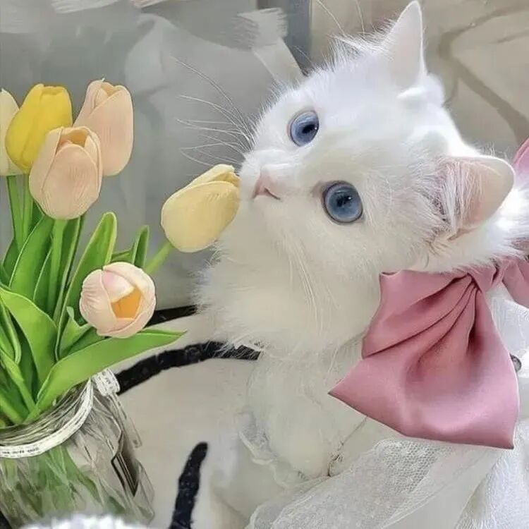 萌宠 萌宠头像  小猫头像 小猫