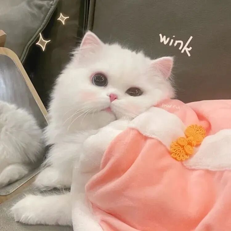 萌宠 萌宠头像  小猫头像 小猫