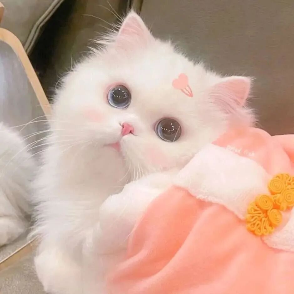 萌宠 萌宠头像  小猫头像 小猫