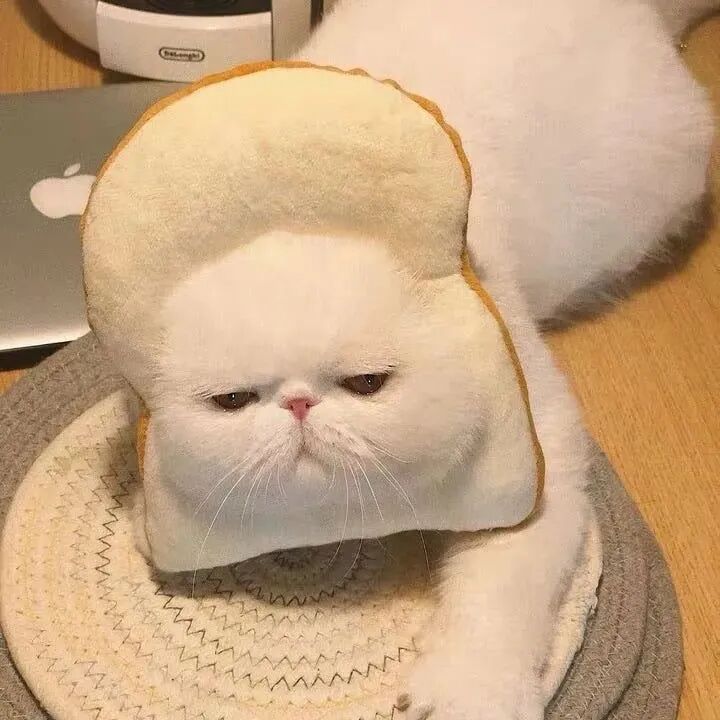 萌宠 萌宠头像  小猫头像 小猫