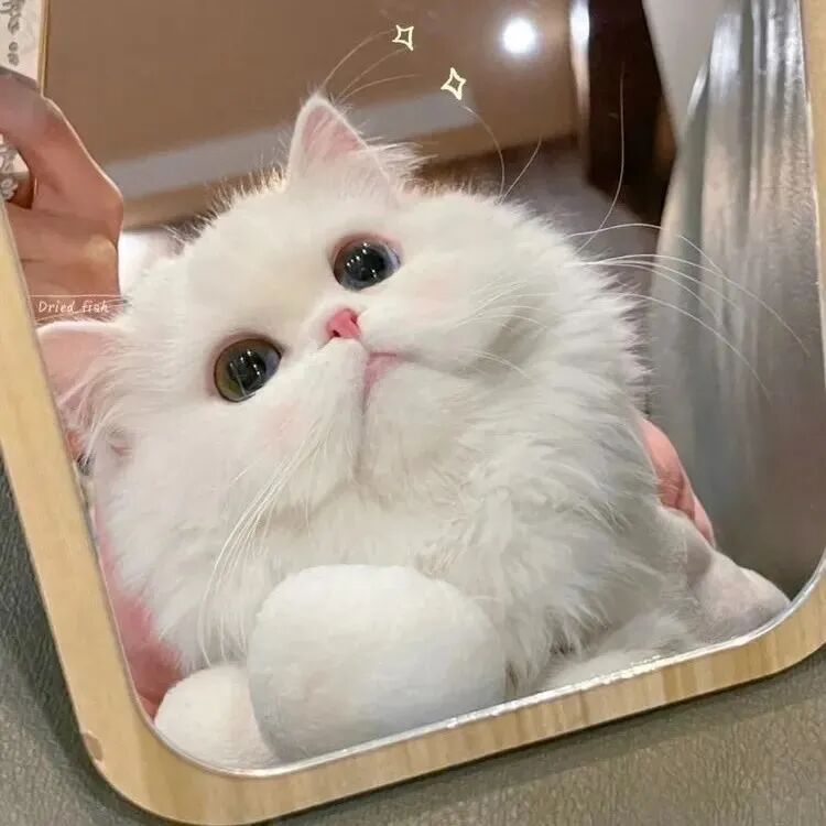 萌宠 萌宠头像  小猫头像 小猫