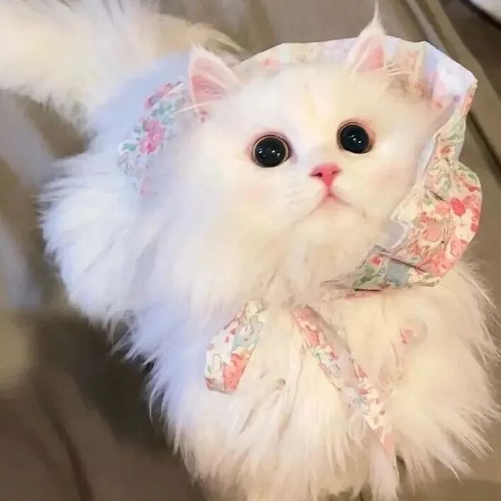 萌宠 萌宠头像  小猫头像 小猫