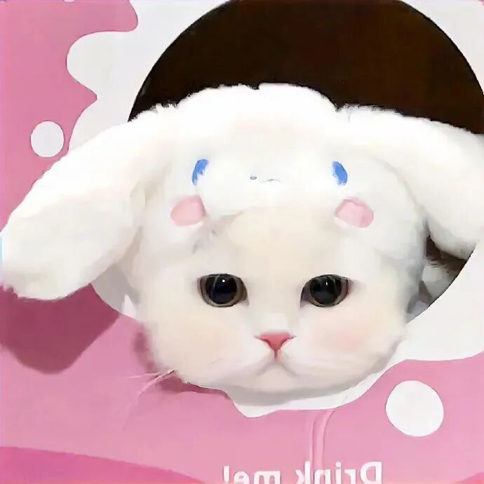 萌宠 萌宠头像  小猫头像 小猫
