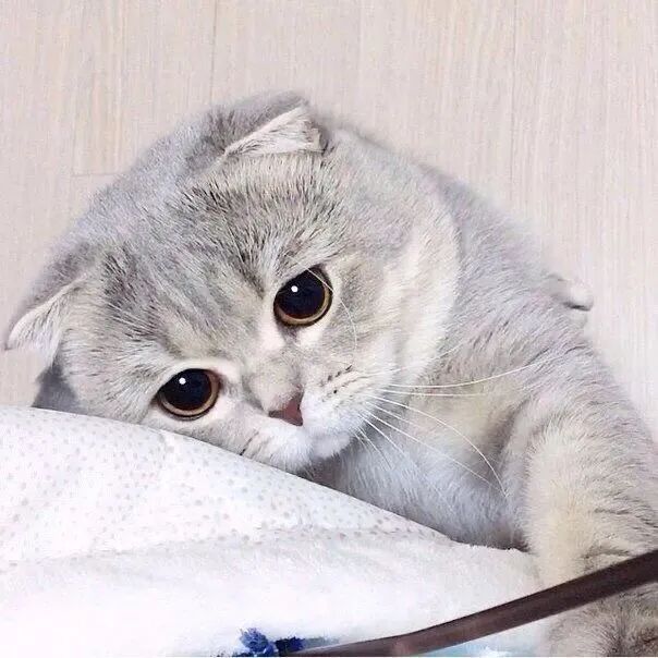 萌宠 萌宠头像  小猫头像 小猫