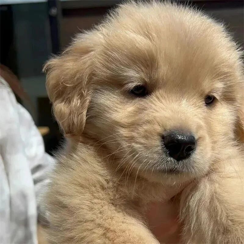 金毛狗狗萌宠头像