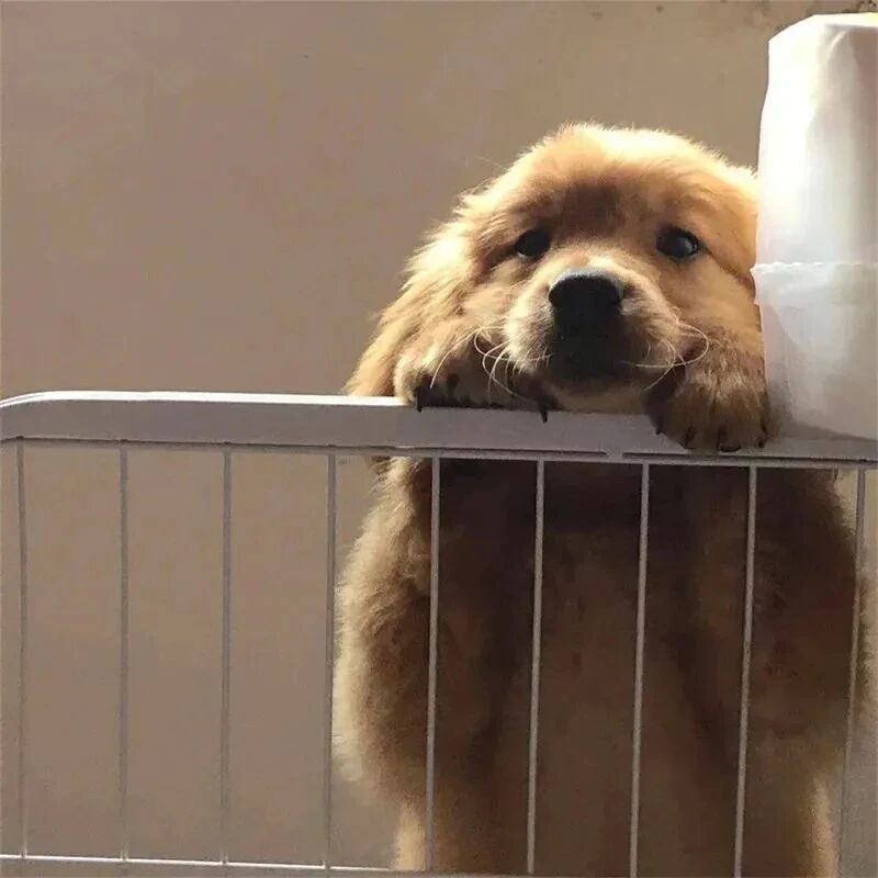 金毛狗狗萌宠头像