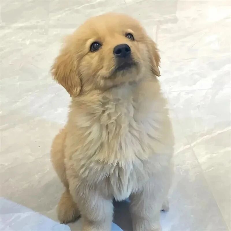 金毛狗狗萌宠头像