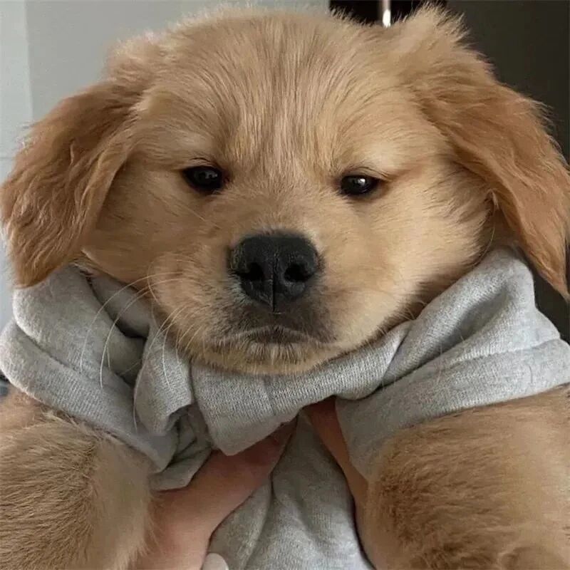 金毛狗狗萌宠头像