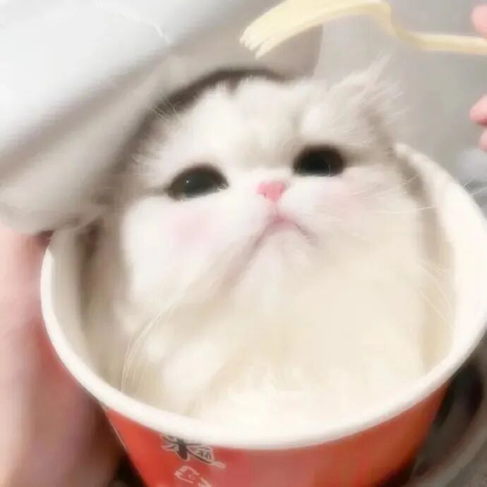 可爱猫咪萌宠头像
