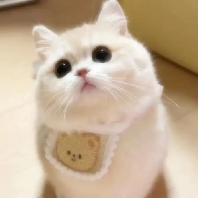 可爱猫咪萌宠头像