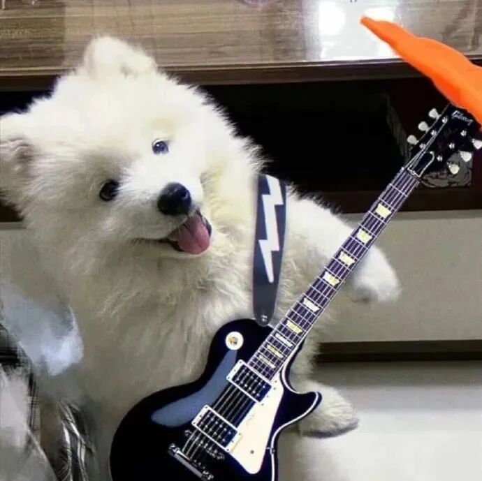 吉他狗狗萌宠头像