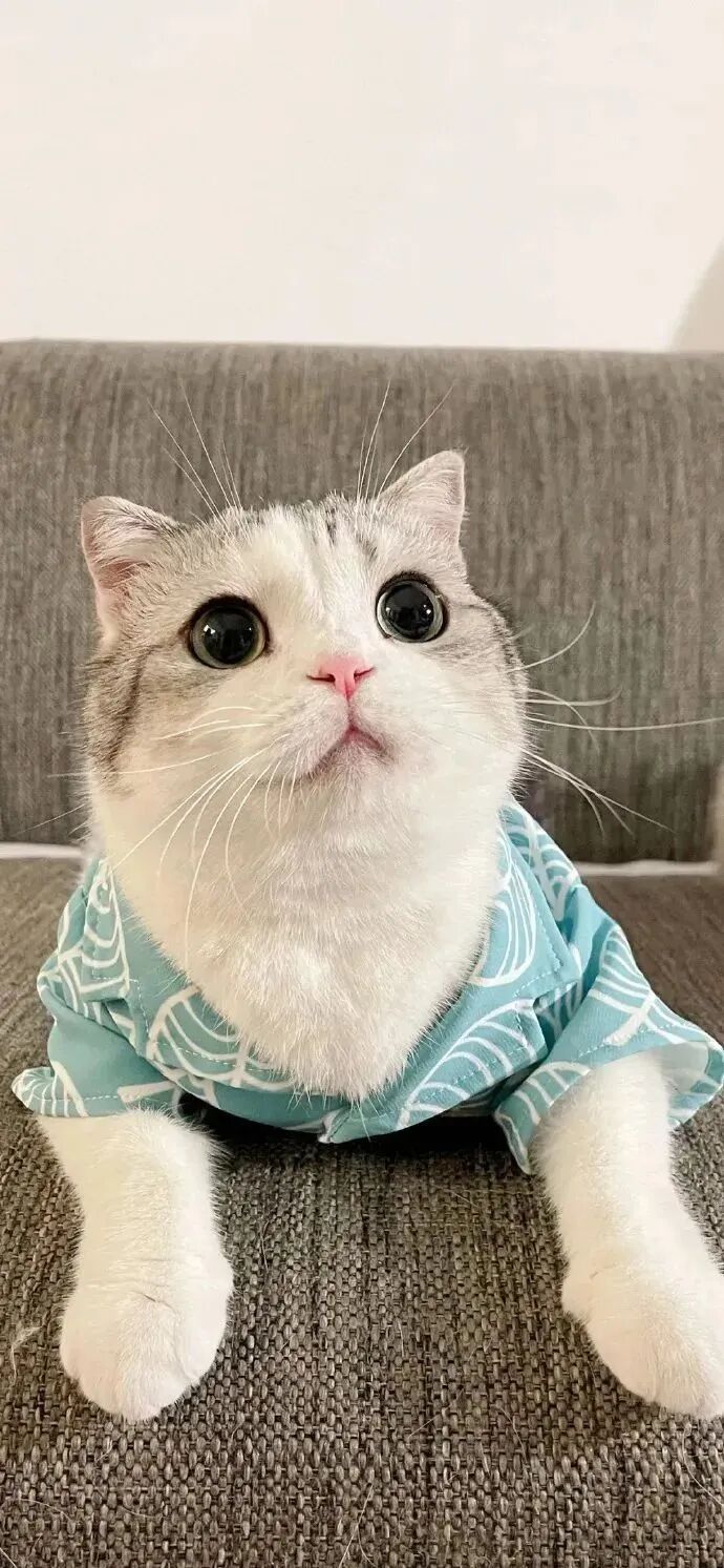 什锦 什锦壁纸 小猫 小猫壁纸 可爱 可爱壁纸