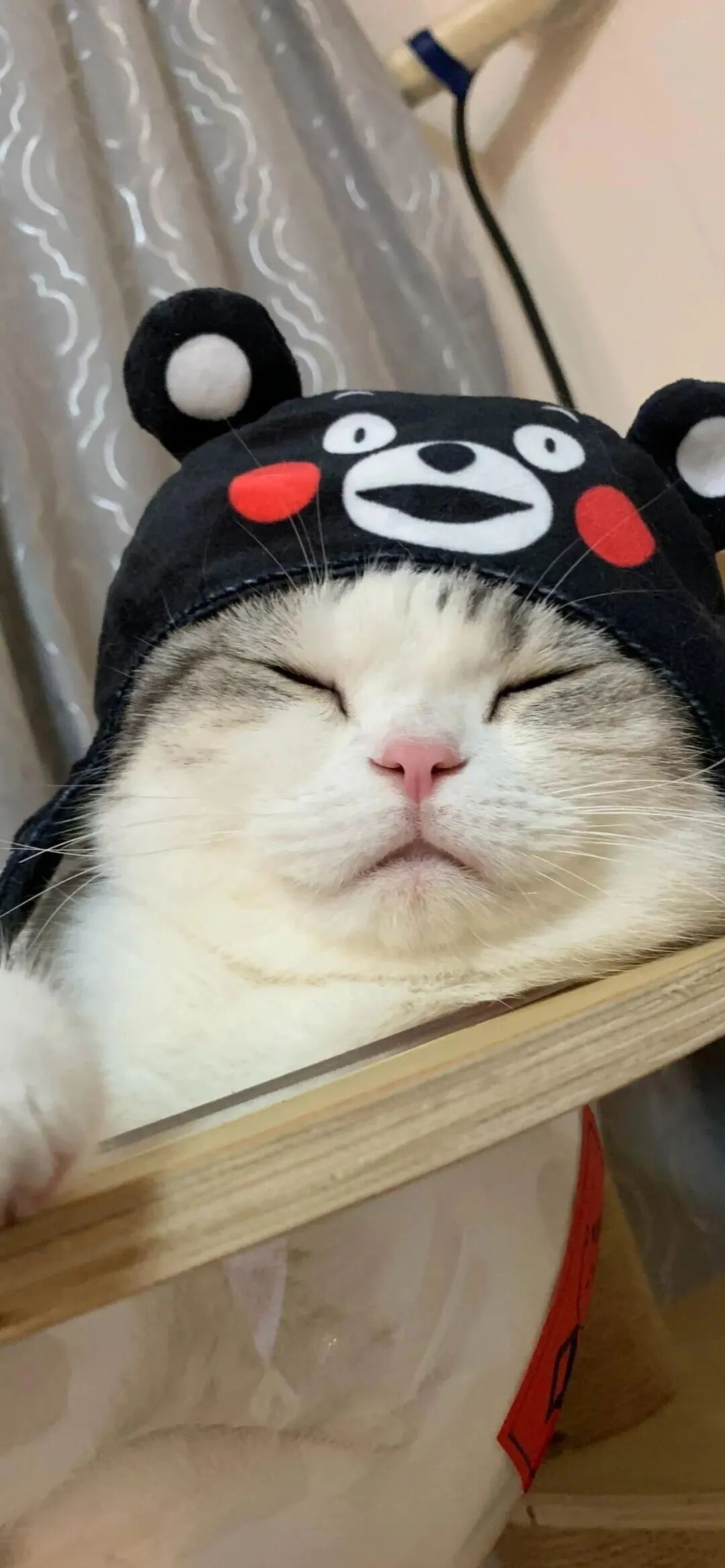 什锦 什锦壁纸 小猫 小猫壁纸 可爱 可爱壁纸