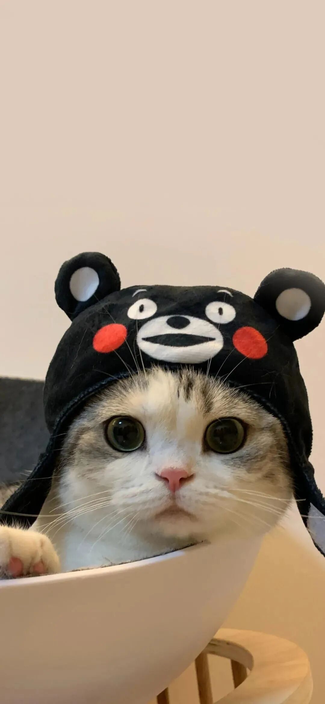 什锦 什锦壁纸 小猫 小猫壁纸 可爱 可爱壁纸